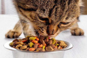 Gospodarstwo żywnościowe dla kotów - jak wybrać? Gospodarstwo żywnościowe dla kotów - jak wybrać?